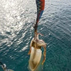 プチ離島エギング