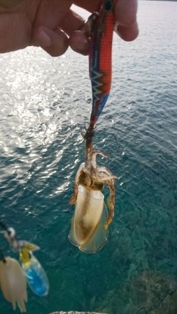 プチ離島エギング