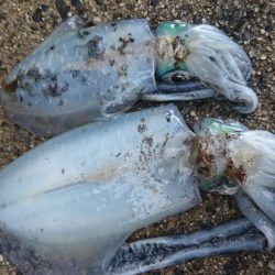 朝マヅメに出撃