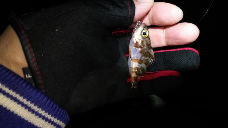 日本海遠征撃沈