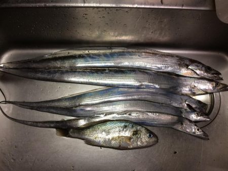 タチウオ、イシモチ