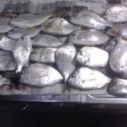 今日は大漁60匹！