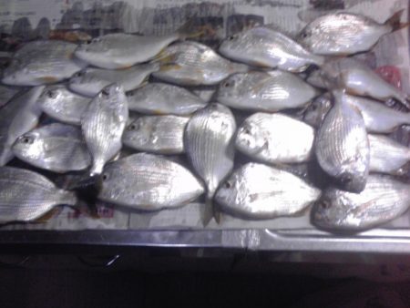 今日は大漁60匹！