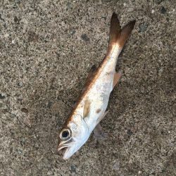 一文字渡堤再開