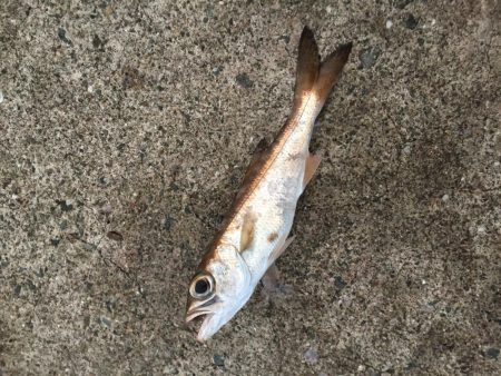 一文字渡堤再開