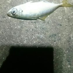 ランガンしてやっと見つけた。