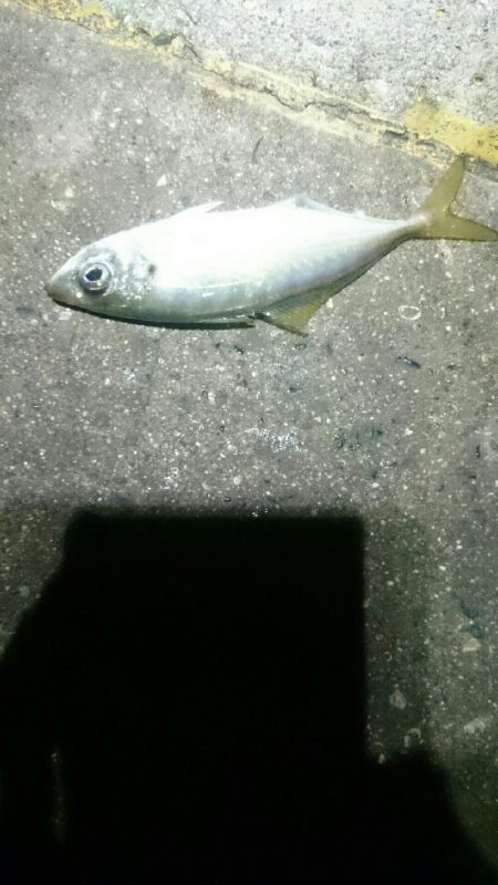 ランガンしてやっと見つけた。