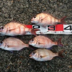 続・チャリコ祭り