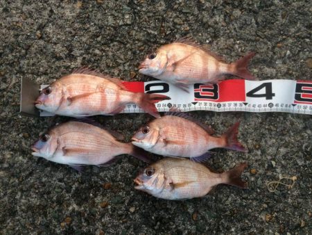 続・チャリコ祭り