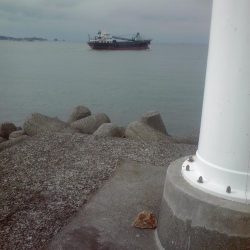 メッキ、ジャンボアジ、カイズ等