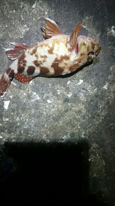 タチウオも少ない？