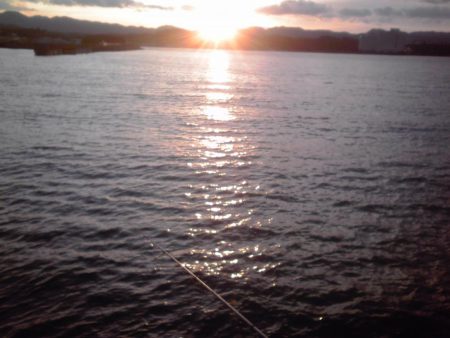 今日は大漁60匹！