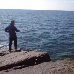 ヤガラがアジを丸呑み