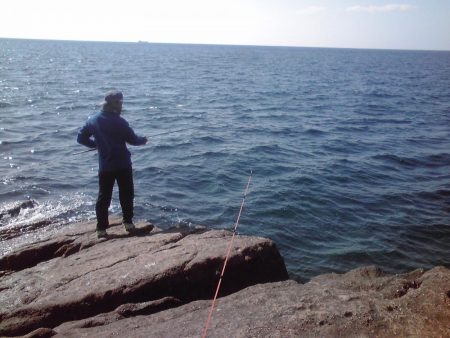 ヤガラがアジを丸呑み