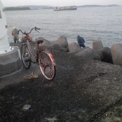 ヘダイ、サバ、アジ