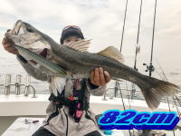 オーシャンマスター 釣果