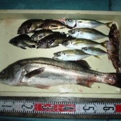 朝日丸 釣果