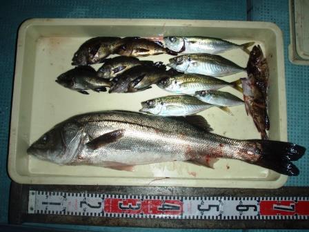 朝日丸 釣果