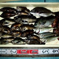 朝日丸 釣果