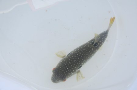 オリジナルメーカー海づり公園(市原市海づり施設) 釣果