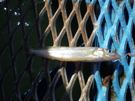 オリジナルメーカー海づり公園(市原市海づり施設) 釣果