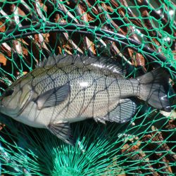 オリジナルメーカー海づり公園(市原市海づり施設) 釣果