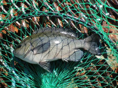 オリジナルメーカー海づり公園(市原市海づり施設) 釣果