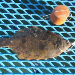 オリジナルメーカー海づり公園(市原市海づり施設) 釣果