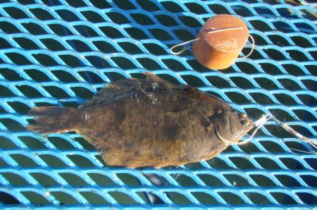 オリジナルメーカー海づり公園(市原市海づり施設) 釣果