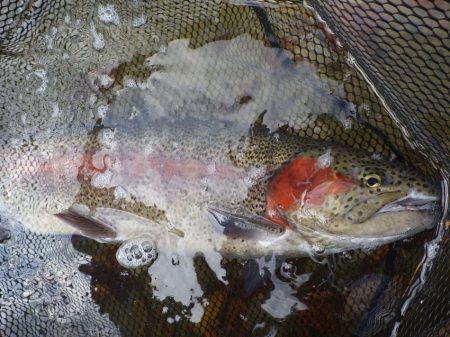 フィッシングレイクたかみや 釣果