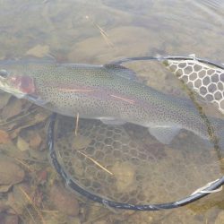 フィッシングレイクたかみや 釣果