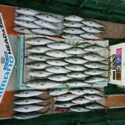 火遠理丸（ほおりまる） 釣果