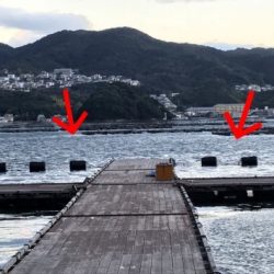 淡路じゃのひれフィッシングパーク 釣果