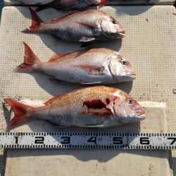 リトルワン 釣果