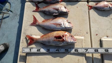 リトルワン 釣果