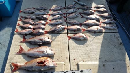 リトルワン 釣果