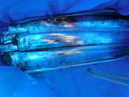 遊漁船 幸友丸 釣果