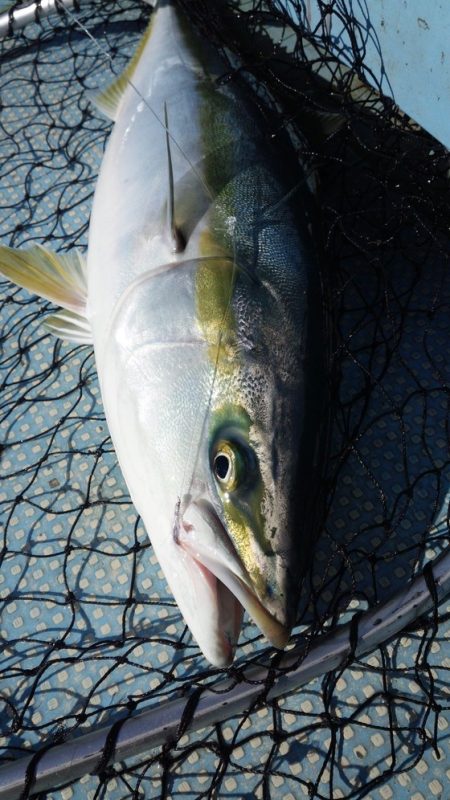 秀漁丸 釣果