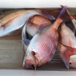 第二八坂丸 釣果