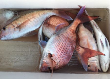 第二八坂丸 釣果