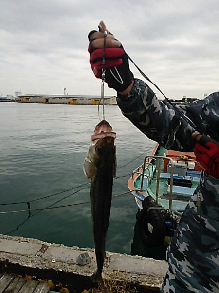 KO-SHIN丸 釣果