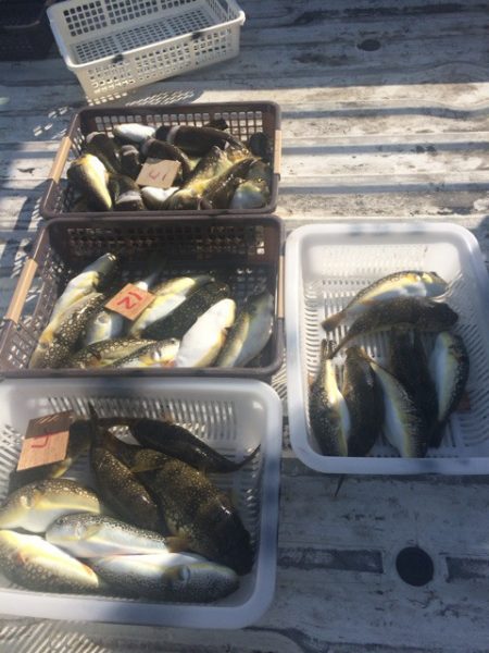 丸万釣船 釣果