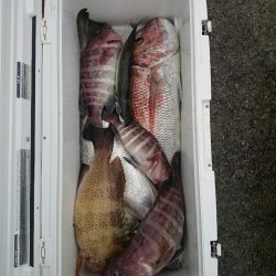 エンペラー 釣果