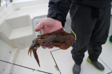 KIM Fishing Guide Service 釣果