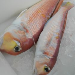 こうゆう丸 釣果