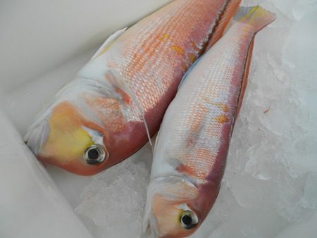 こうゆう丸 釣果