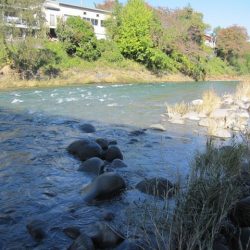 狩野川(狩野川漁業協同組合) 釣果