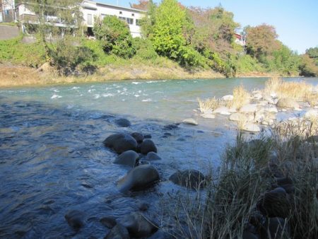 狩野川(狩野川漁業協同組合) 釣果