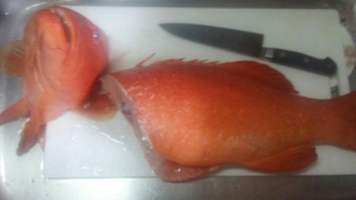 ことぶき丸 釣果