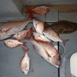 sea boss　シーボス 釣果